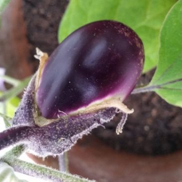 Die Aubergine – Reich an Vitaminen, arm an Kalorien
