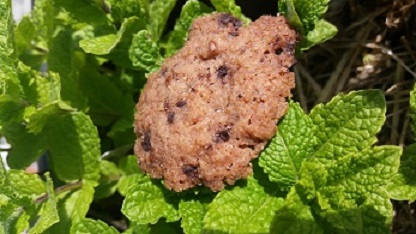 Leinsamen-Schoko Kekse – Energie und Kraft